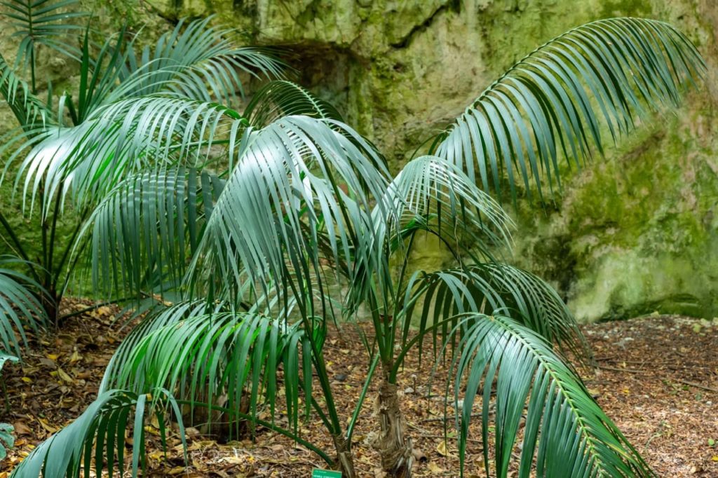 outdoor grown kentia palm with large thick stems displaying drooping, thin palm leaves