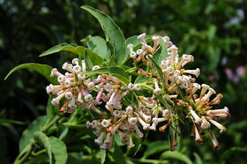 Cestrum nocturnum with tubular creamy pink flowers