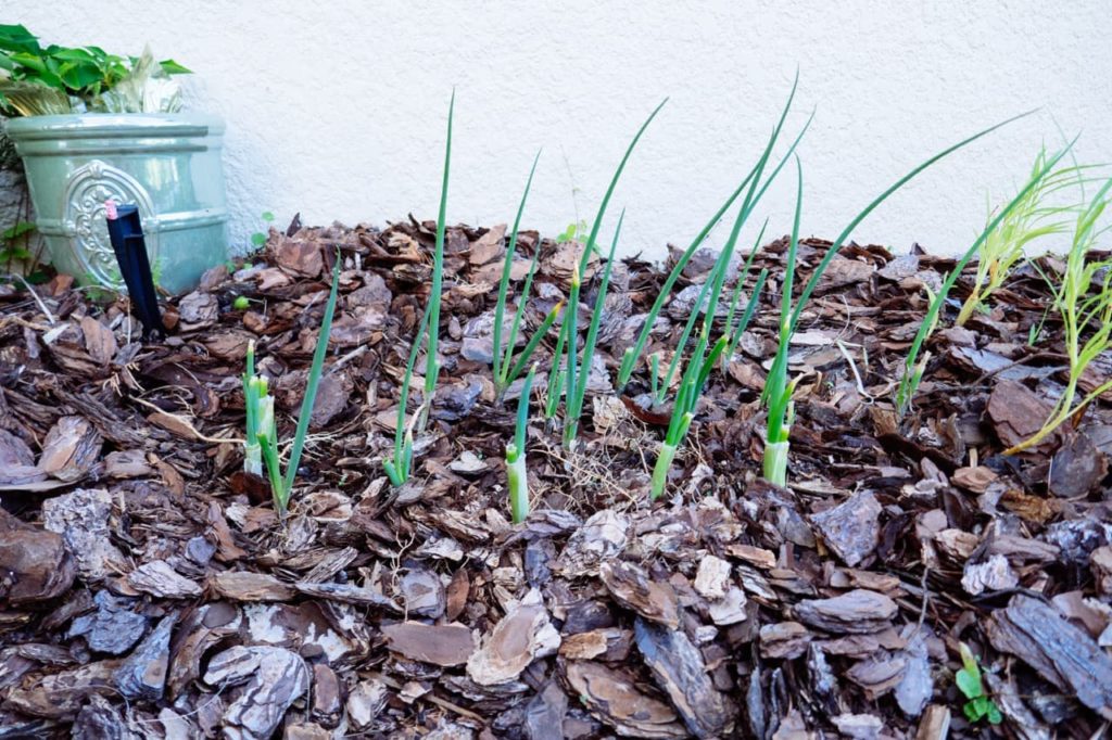 young onion plants growing from a ground mulched with woodchips