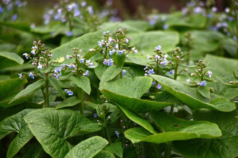 How To Plant & Care For Brunnera 'Siberian Bugloss'