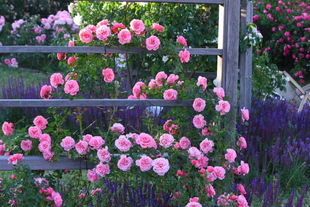 a pink-flowering climbing rose on a timber pergola