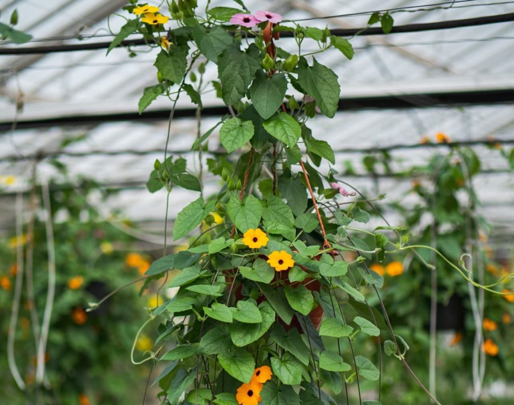 Thunbergia gregorii with heart-shaped leaves and orange flowers growing in a greenhouse
