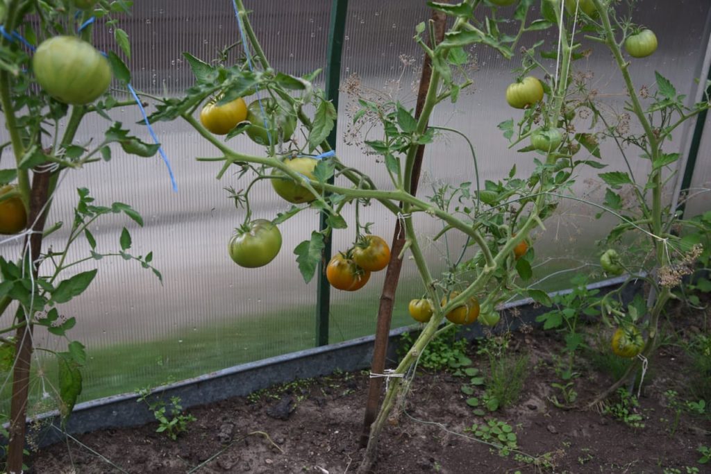 green and red tomato fruits growing on the vine in a greenhouse along bamboo supports