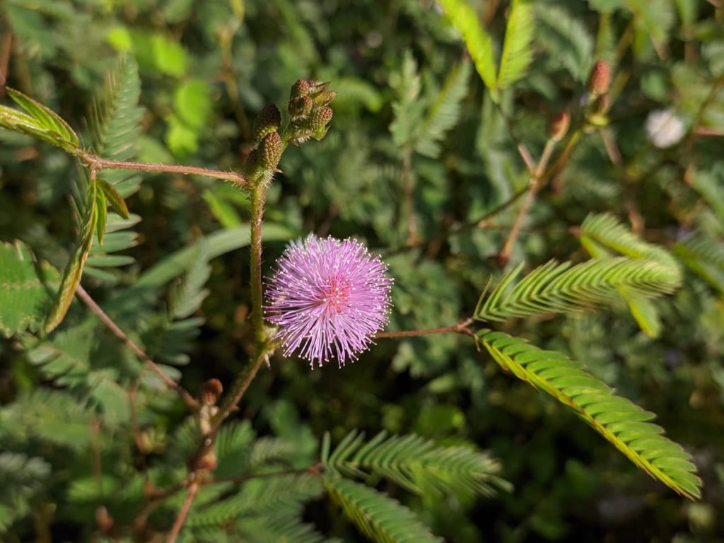 sensitive plant with frilly pink flower