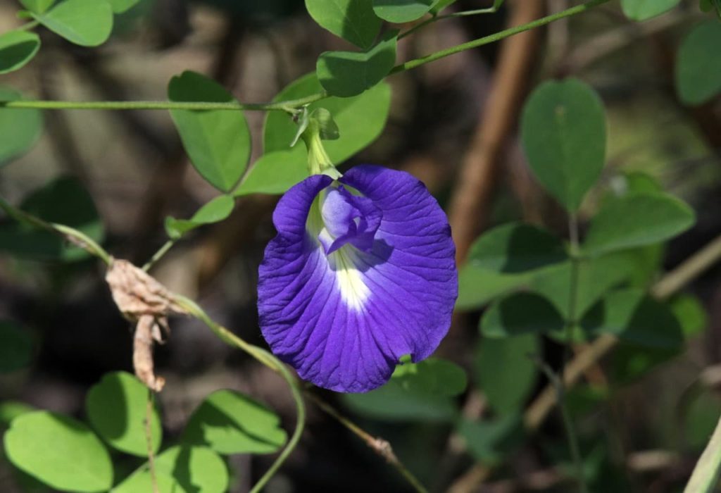 purple and white flower from a Clitoria ternatea shrub with ovate leaves