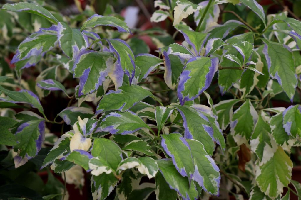 Golden Dewdrop plant with green leaves that are edged with purple