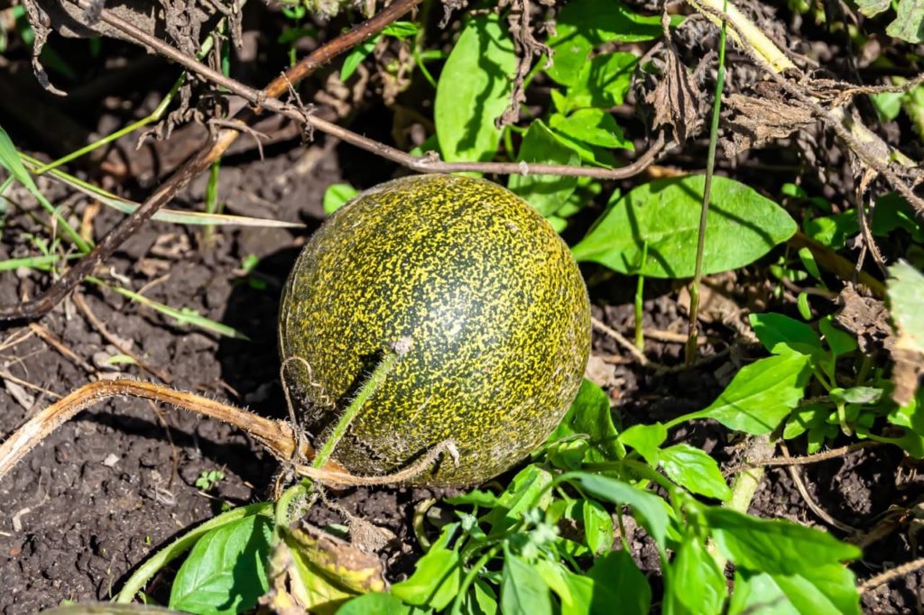 Cucumis melo &lsquo;Galia&rsquo; fruit with mottled green and yellow skin