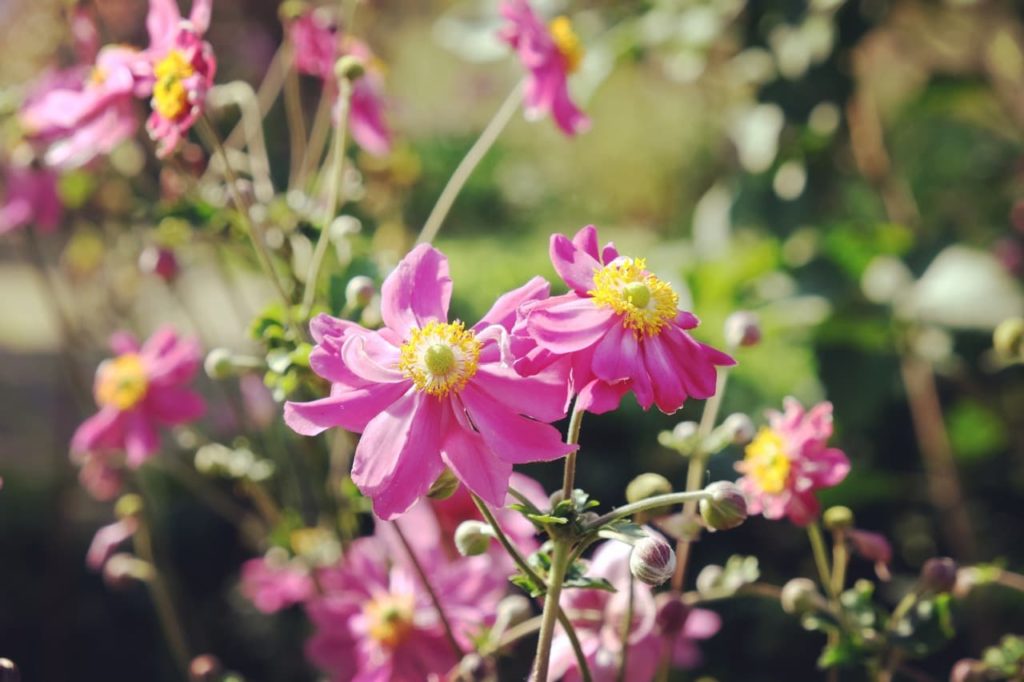 Anemone japonica &lsquo;Prinz Heinrich&rsquo; with pink flowers and yellow centres
