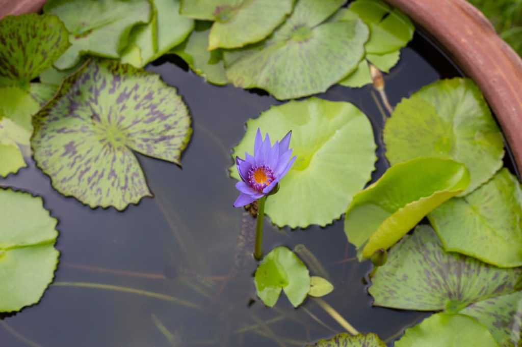 a single purple petalled Egyptian Water Lily flower growing from a container full of water