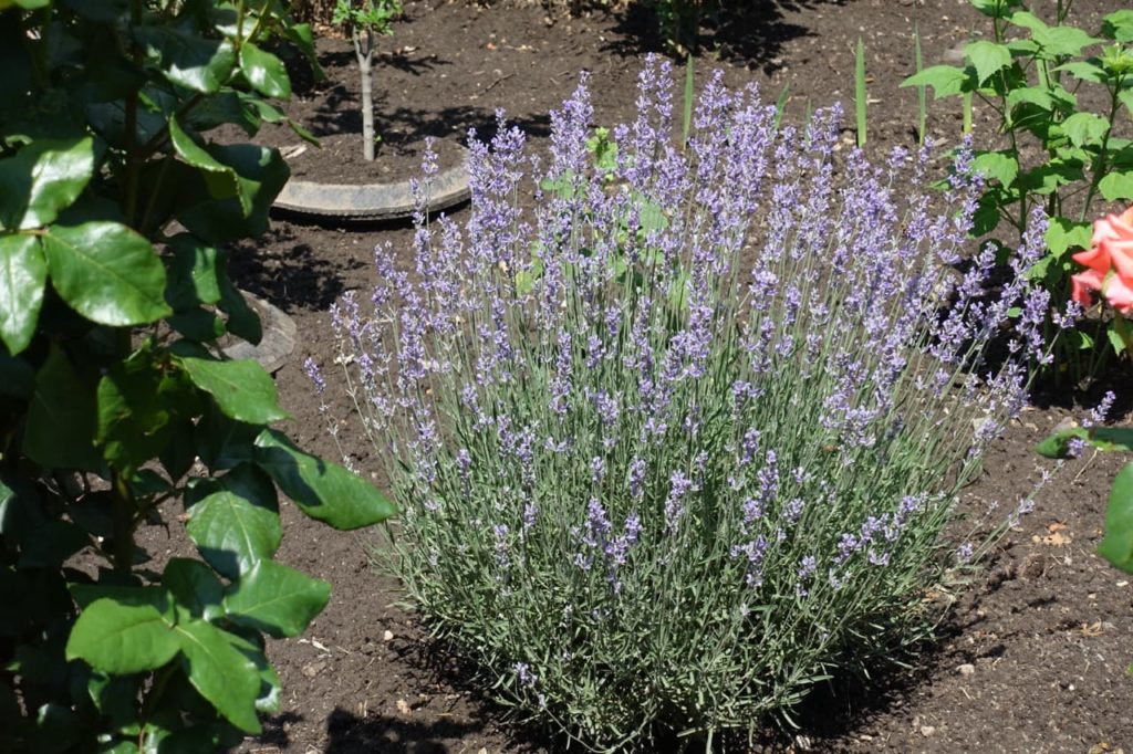 an English lavender shrub with tall purple flowering spikes