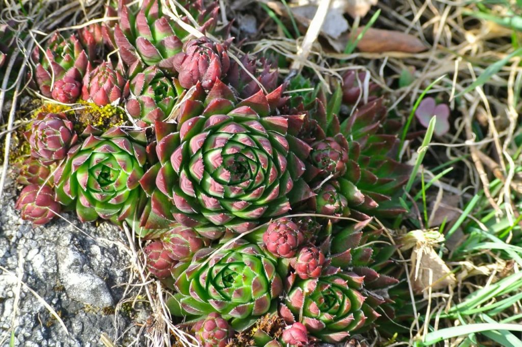 Sempervivum montanum with rosette-forming green and red leaves