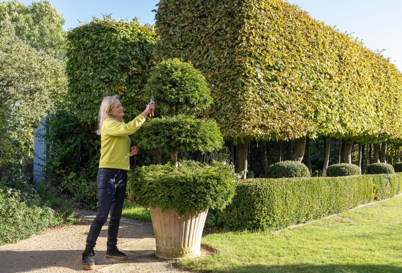 Bunny Guinness pruning a srub in a pot for topiary