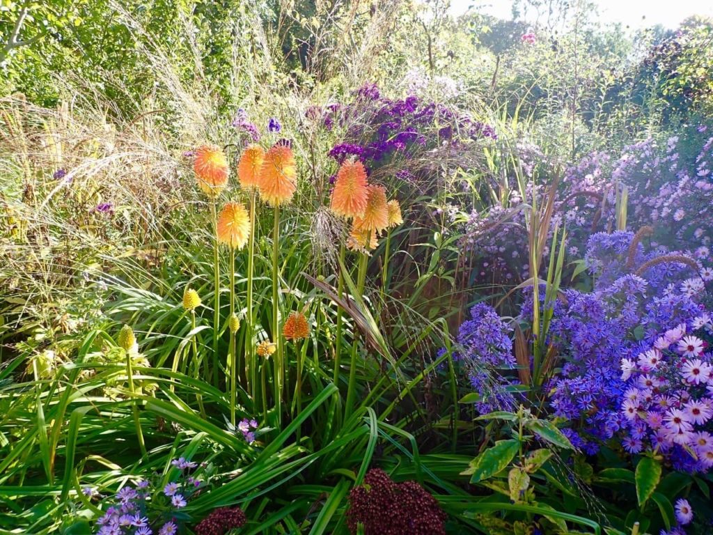 red hot poker plants amongst other flowers in a perennial border
