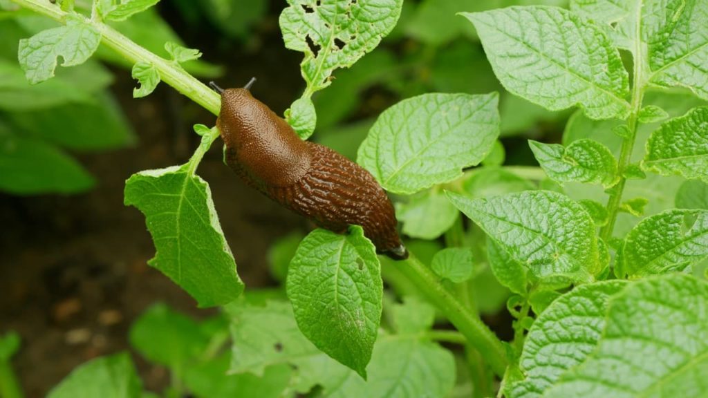 Arion vulgaris slug eating the leaves of a Solanum tuberosum plant
