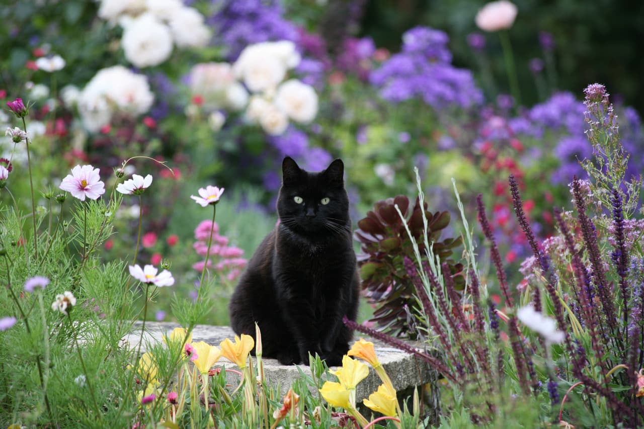 Black cat sitting amongst white, purple, pink and yellow flowers
