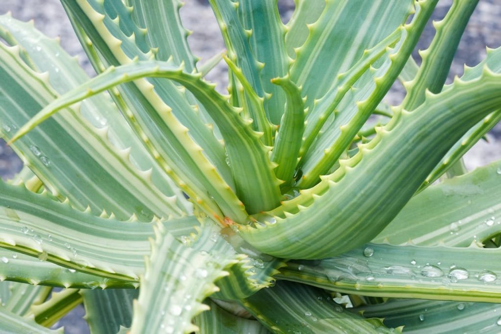 variegated candelabra aloe with fleshy striped yellow and green leaves covered in water droplets
