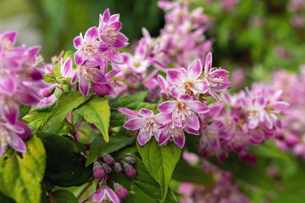 deutzia shrub with star-shaped pink and white flowers and serrated leaves