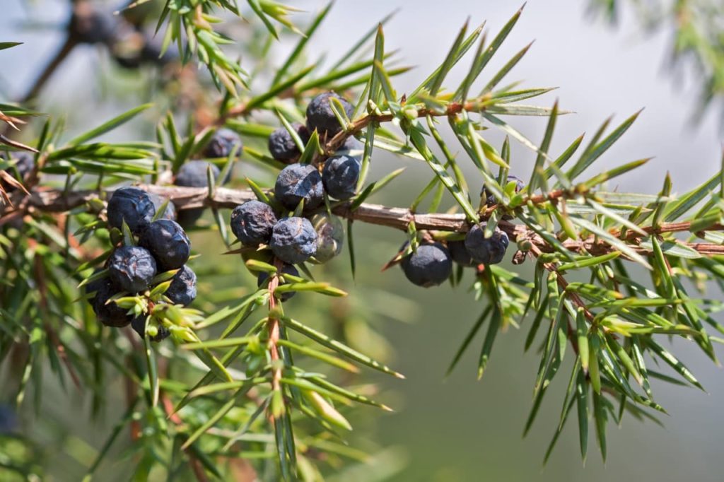 Juniperus communis with black wrinkled berries and pine-like needle foliage