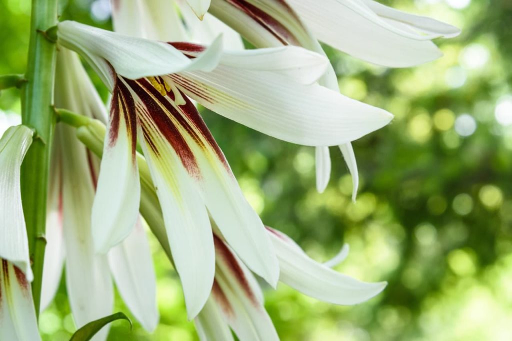 Cardiocrinum giganteum with trumpet-shaped white blooms that are streaked with a dark red