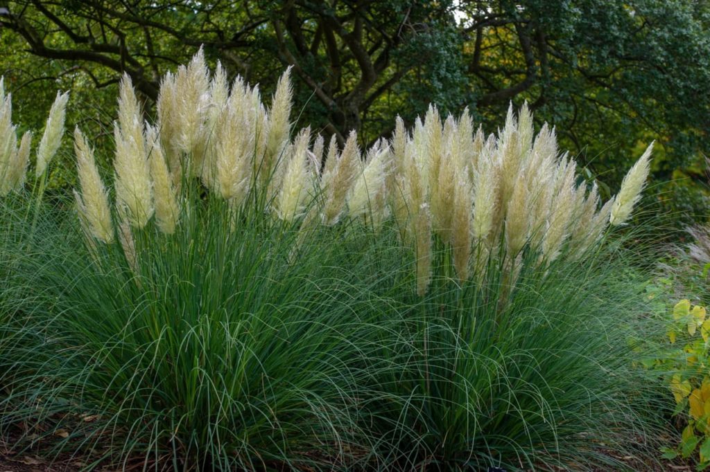 How And When To Prune Pampas Grass Horticulture.co.uk