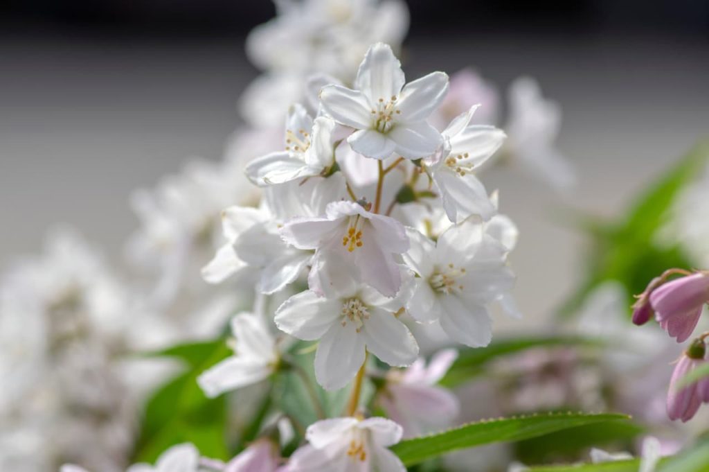 D. gracilis with white flowers growing along a yellow stem