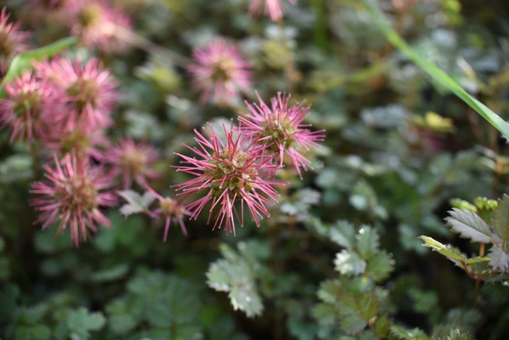 Acaena buchananii with pink spiky flower heads atop tall stems