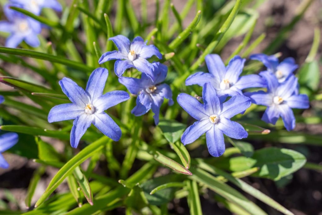 S. sardensis with star-shaped blue flowers growing amongst thin leaves