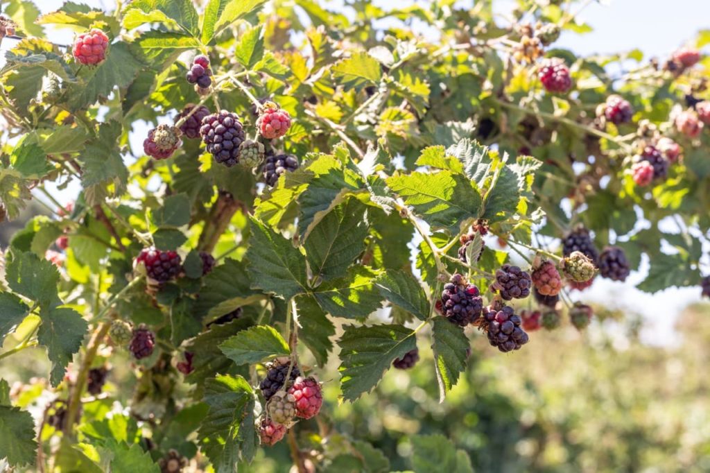 red and purple fruits hanging from the green stems of a boysenberry shrub in sunlight