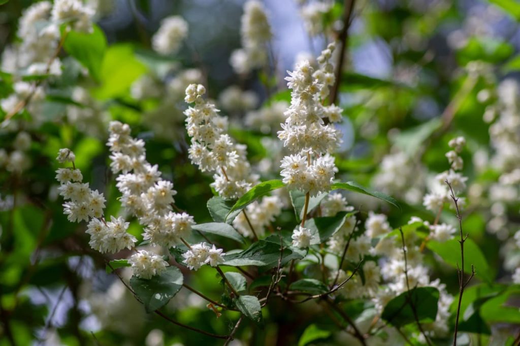 the white flowering panicles of a D. crenata &lsquo;Pride Of Rochester&rsquo; shrub