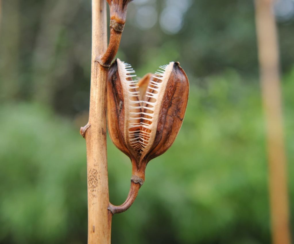 close-up of the dried brown seed pod of a Cardiocrinum giganteum