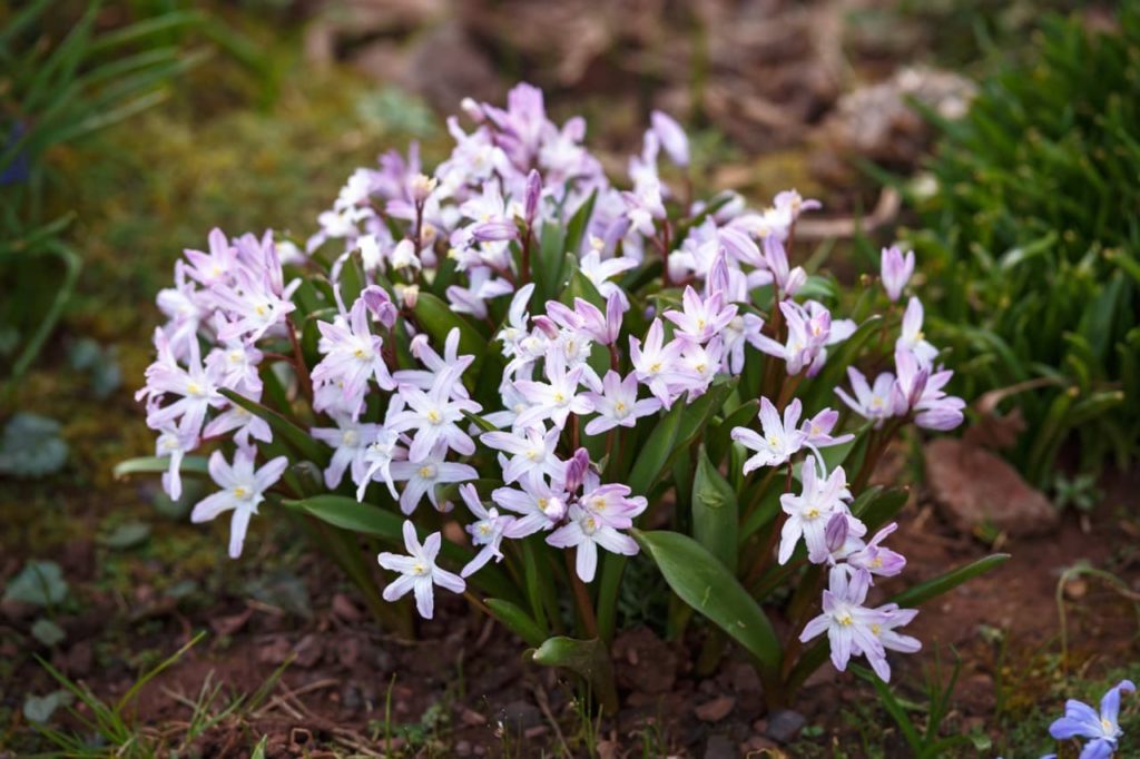 pink flowering Scilla plants with lanceolate leaves