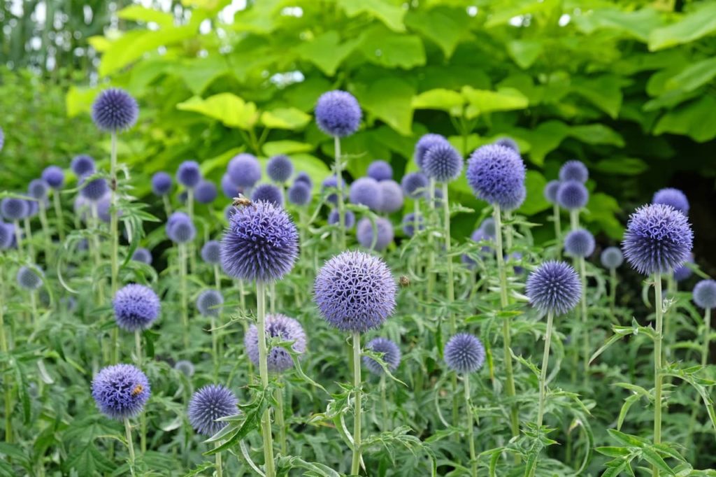 Echinops &lsquo;Taplow Blue&rsquo; with globular purple flower heads