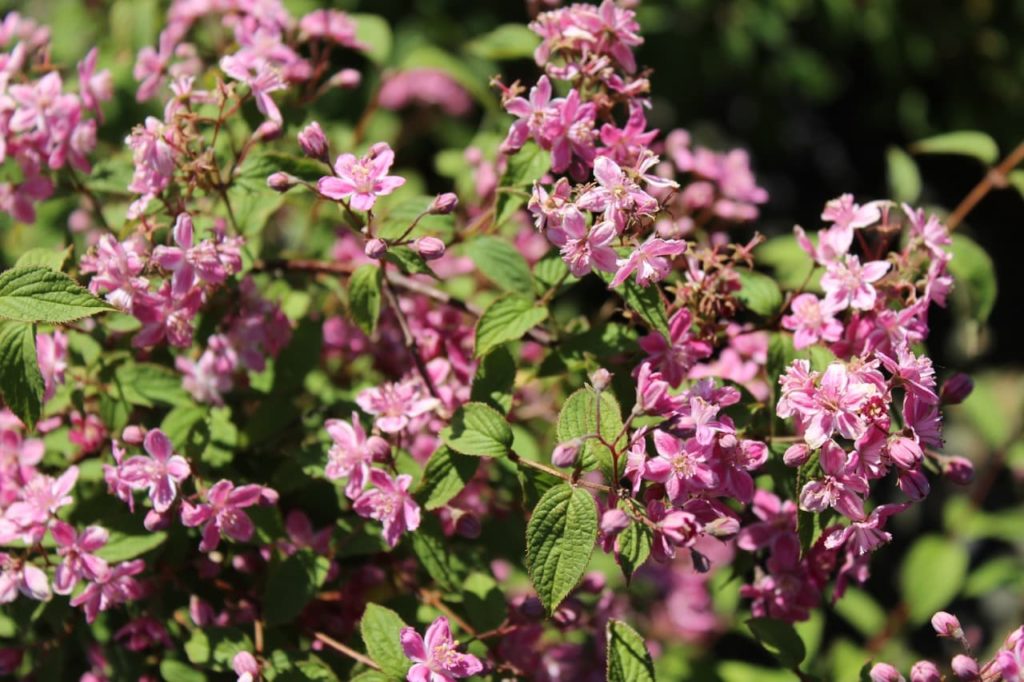 pink flowers and ovate leaves from a D. × elegantissima &lsquo;Rosealind&rsquo; shrub