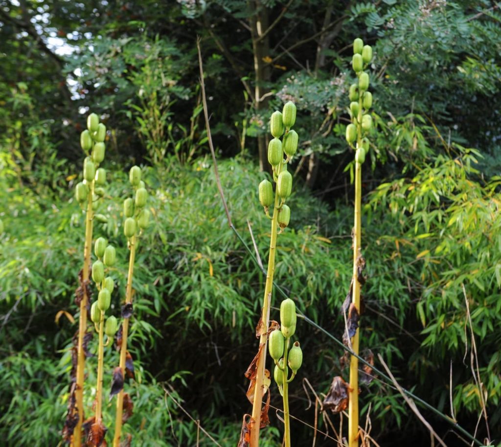 green seed pods forming along the tall yellowy-green stems of Himalayan lilies