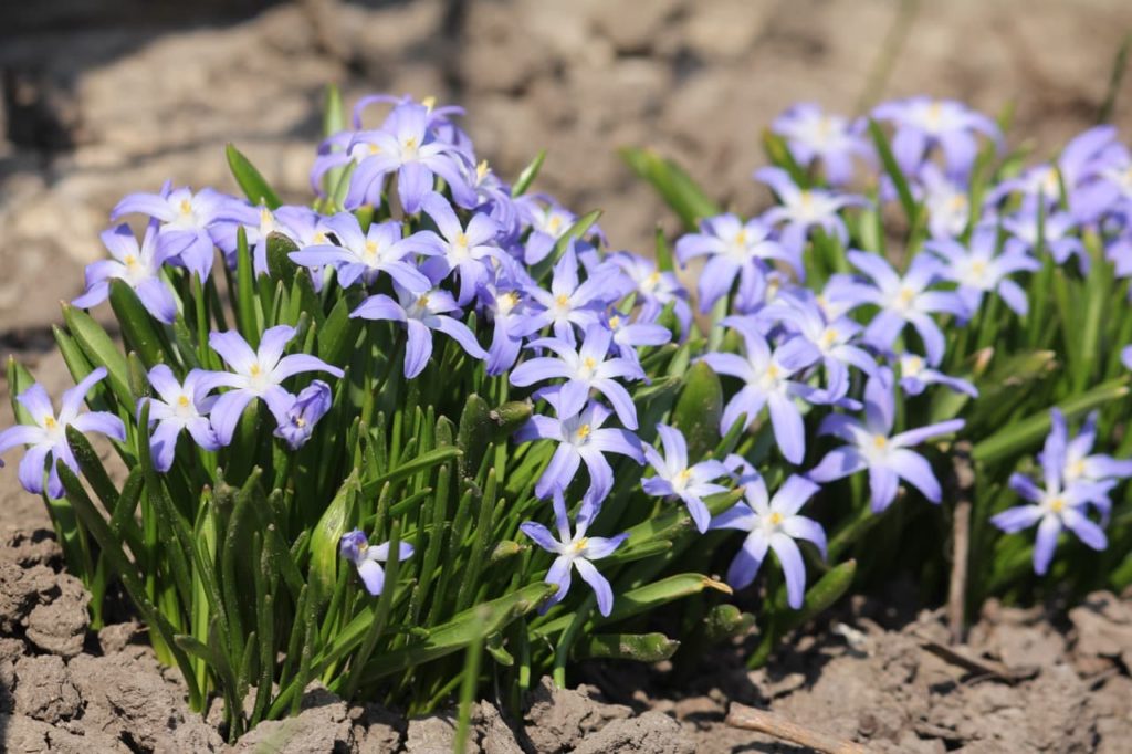 purple flowers shaped like stars and short green foliage from a Scilla plant in early spring