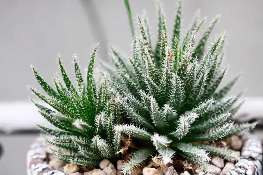 white-spiked dark green fleshy leaves of an Aloe haworthioides growing in a pebble-filled pot