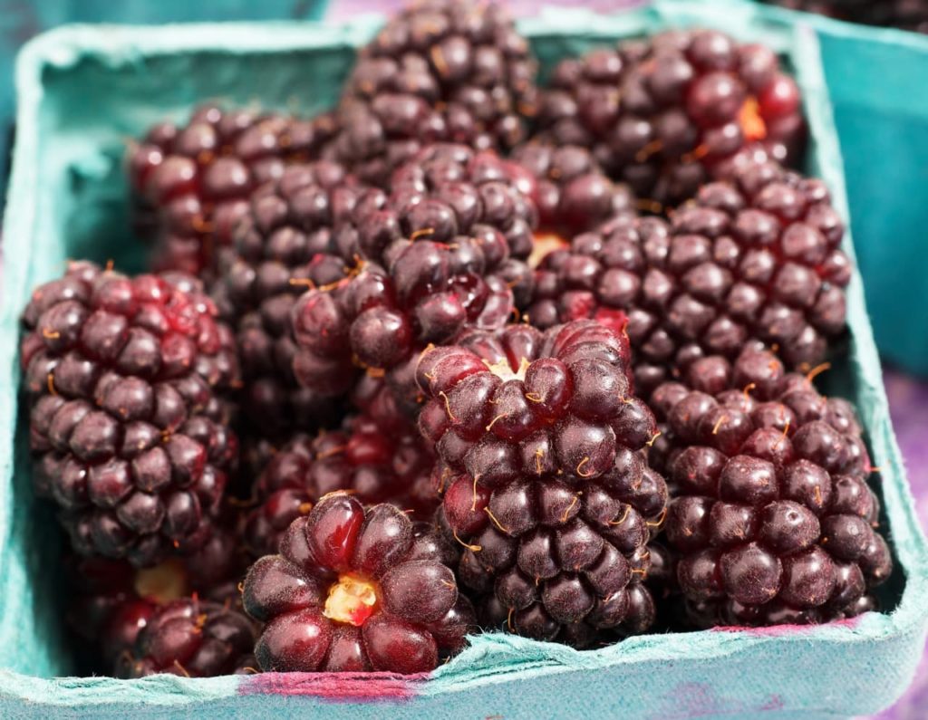 harvested ripe boysenberries that are a deep purple colour