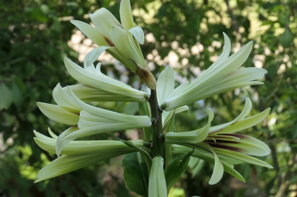 creamy-white flowers growing at the top of a Cardiocrinum giganteum plant stem