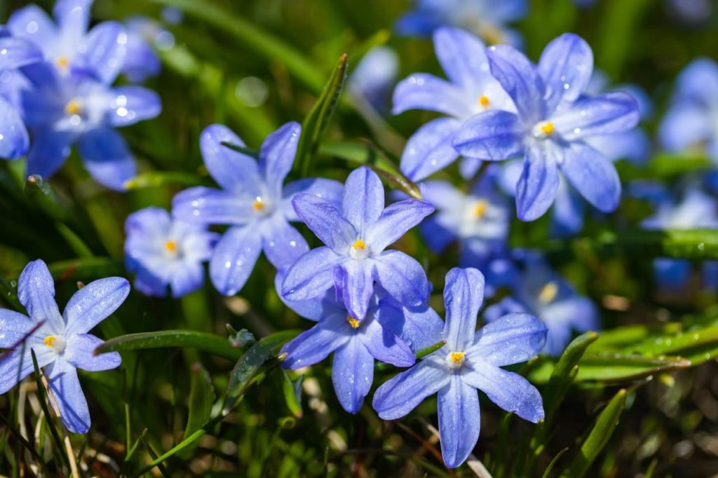 blue Scilla flowers growing amongst wet leaves