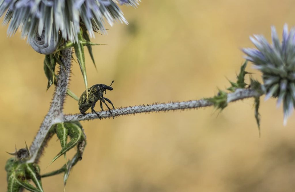 weevil pest on the furry stem of a echinops plant