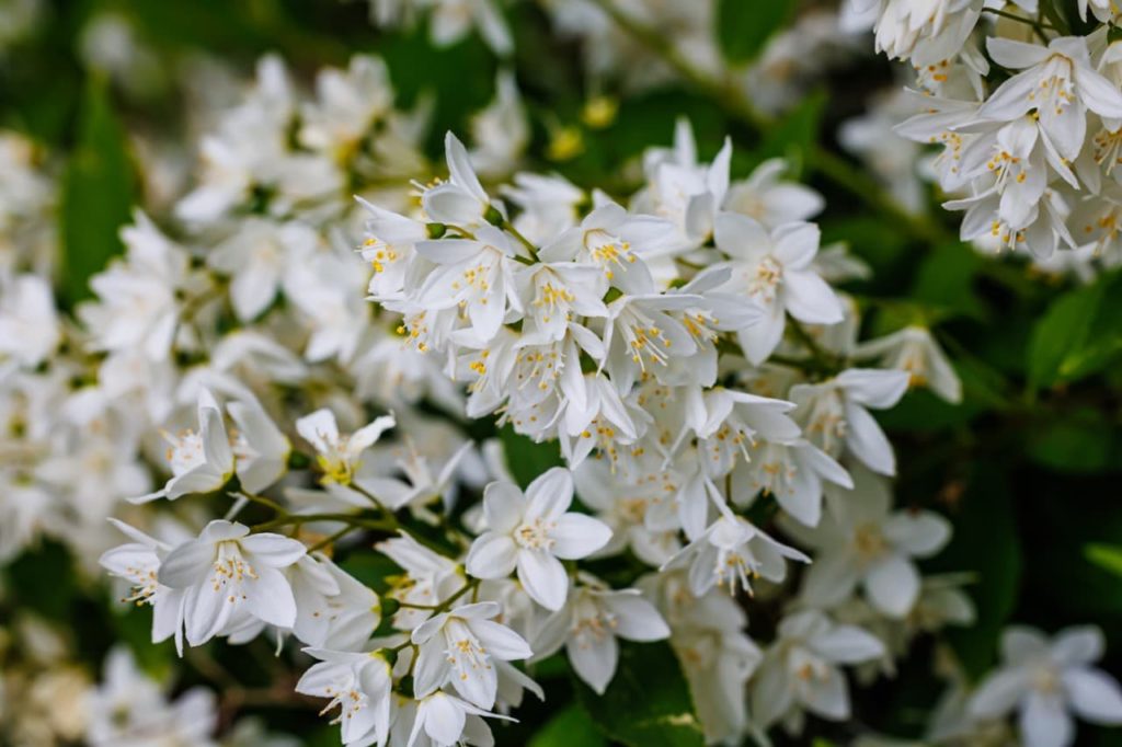 Deutzia gracilis with star-shaped white cup-shaped blooms and frilly yellow stamen