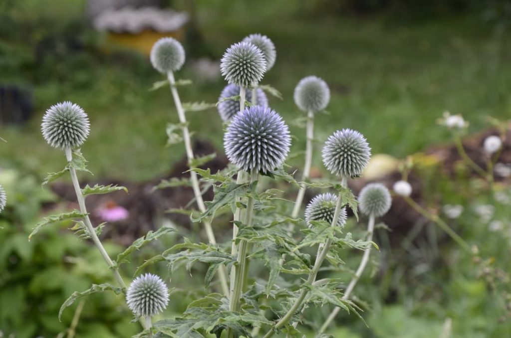 Echinops ritro plant with spiky leaves and globular flowers