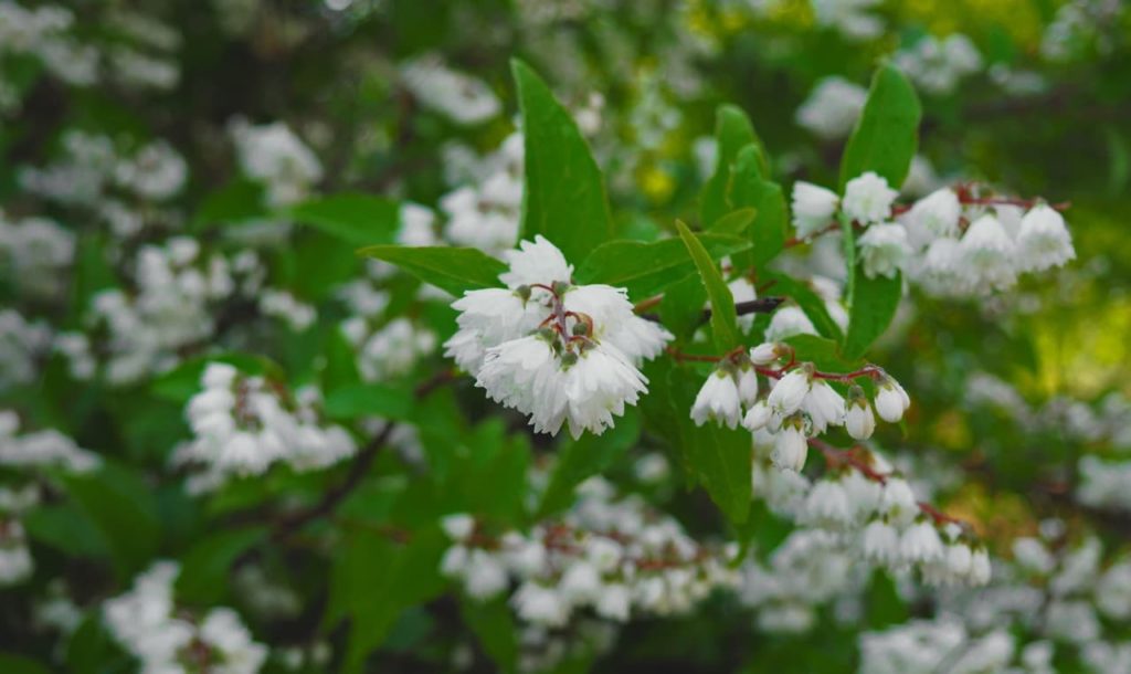 the white blooms of a Deutzia crenata shrub hanging from red stems