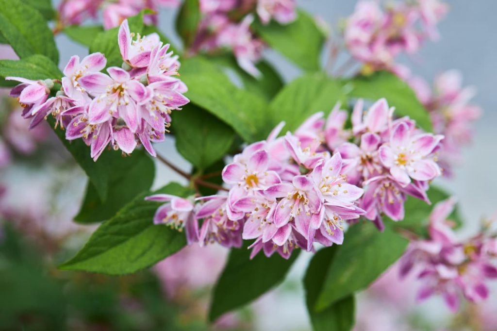 Deutzia hybrida &lsquo;Strawberry Fields&rsquo; shrub