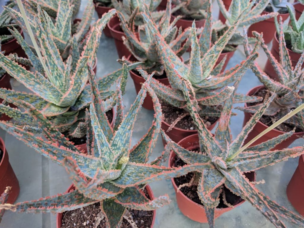 A. rauhii ‘Snowflake’ plants growing in pots with dark green leaves that are edged with a spiky red hue