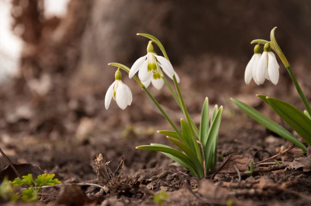 white snowdrops flowers growing from the ground