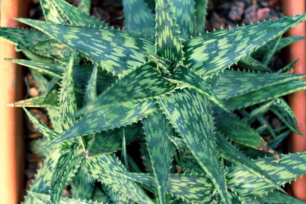 the spotted yellow and green variegated leaves of a partridge-breasted aloe
