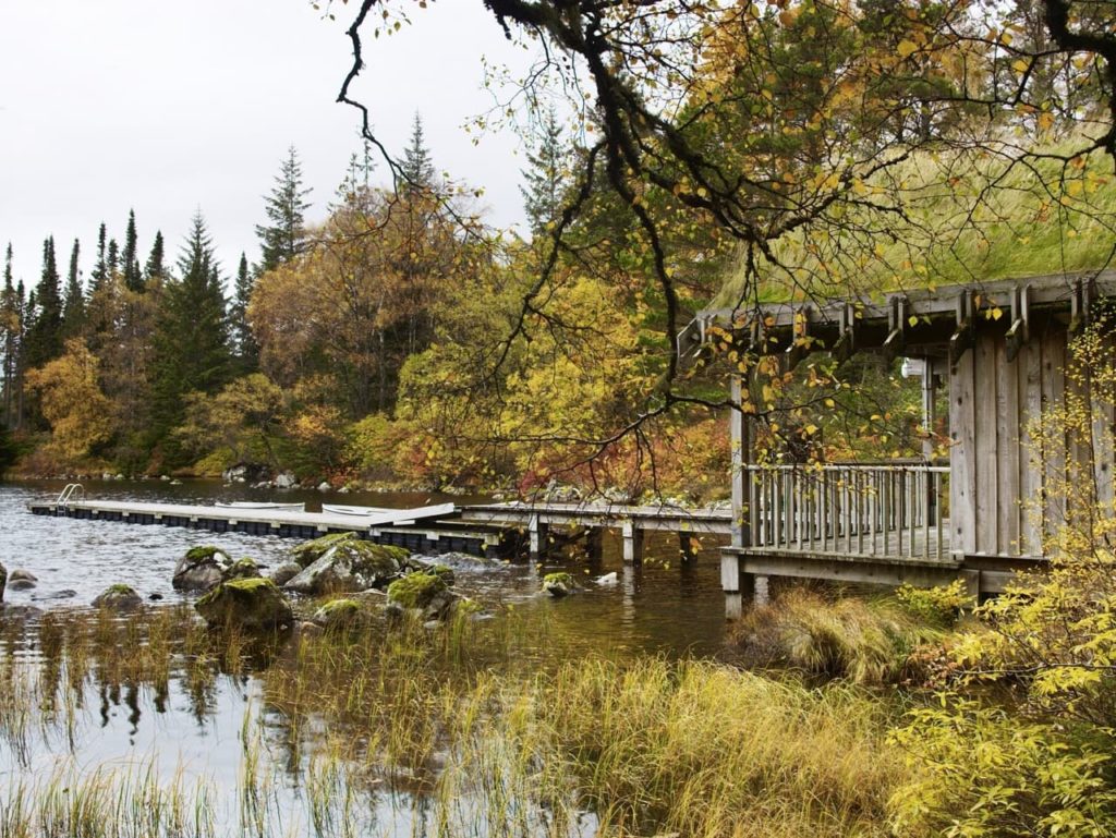 woodland area by a lake filled with oranges and yellow