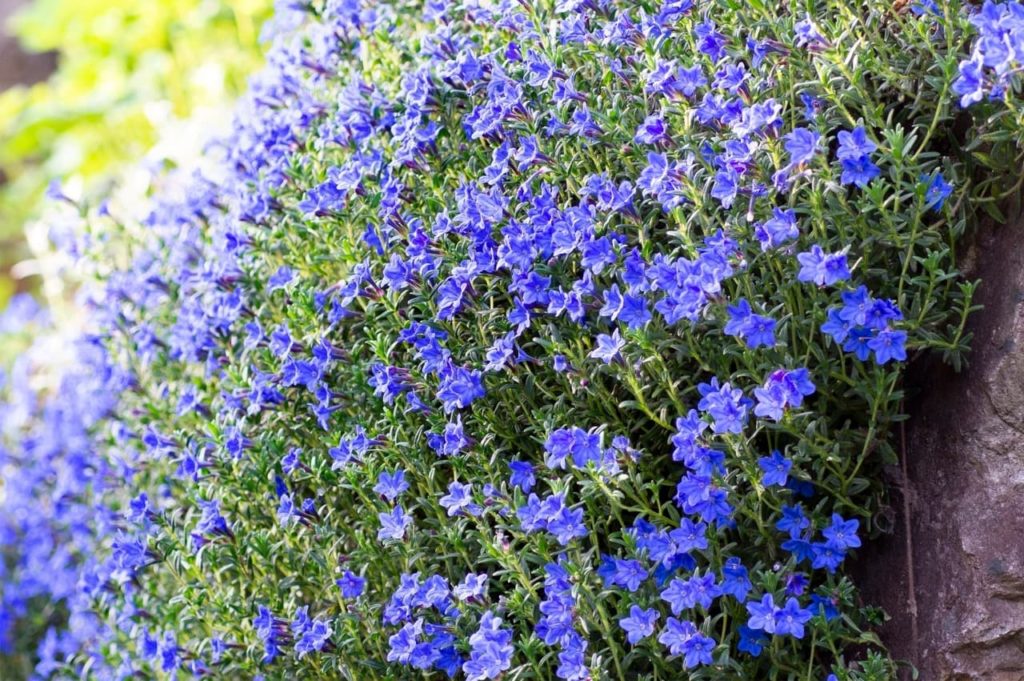 a profusion of blue lithodora flowers cascading down a garden wall