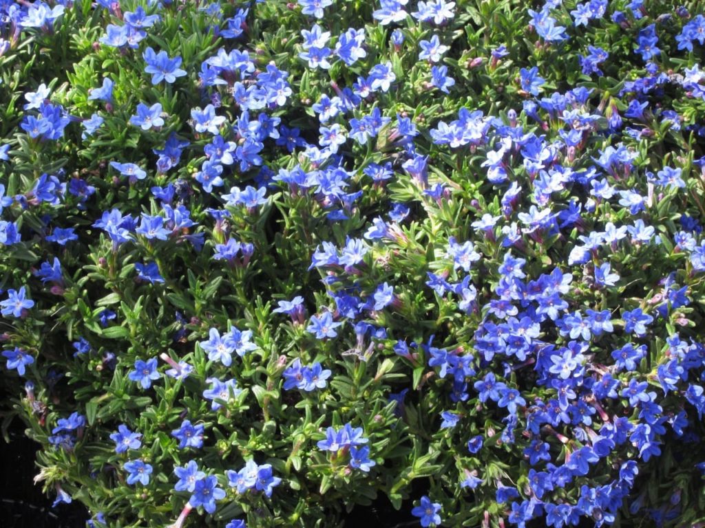 Lithodora diffusa ‘Heavenly Blue’ with blue flowers shaped like stars growing profusely
